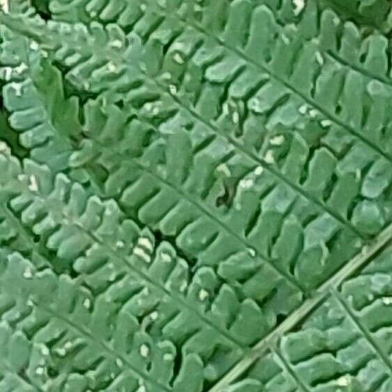 Dryopteris ardechensis Leaf