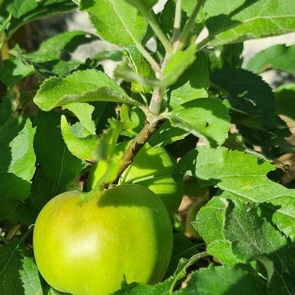 Malus domestica Hedelmä