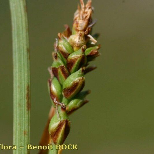 Carex vaginata Frucht