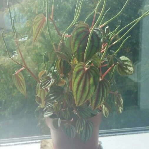 Peperomia albovittata Кветка