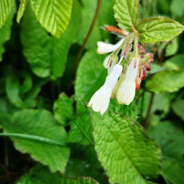 Symphytum grandiflorum Blüte