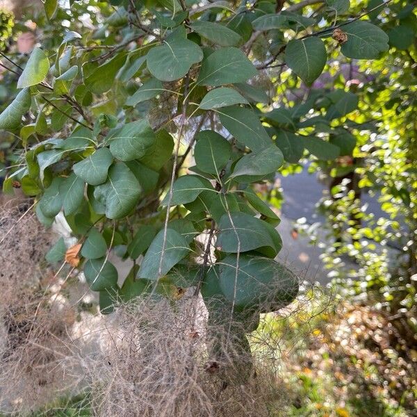 Cotinus obovatus Froito