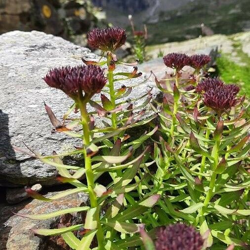 Rhodiola integrifolia Floare