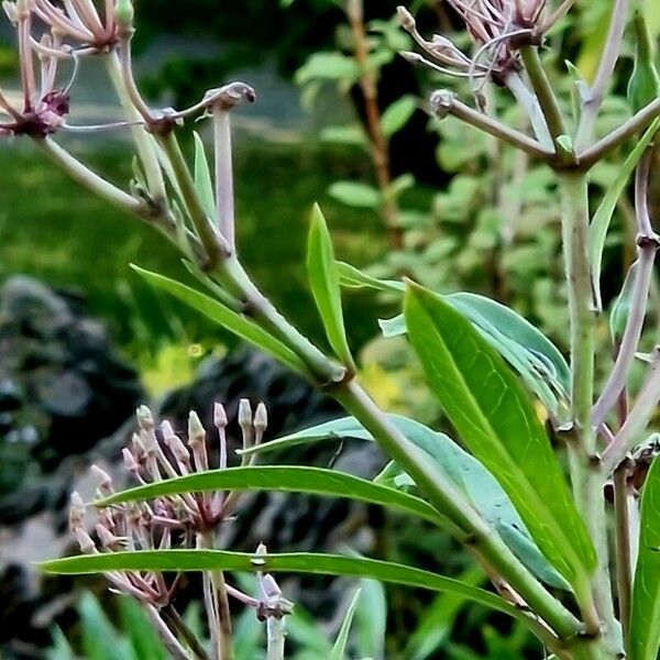 Asclepias incarnata Leaf