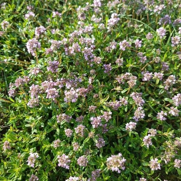 Thymus serpyllum Pokrój