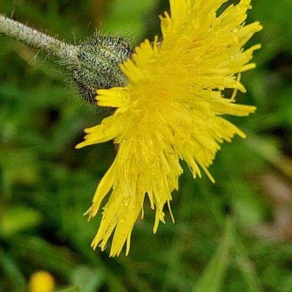 Pilosella officinarum Bloem