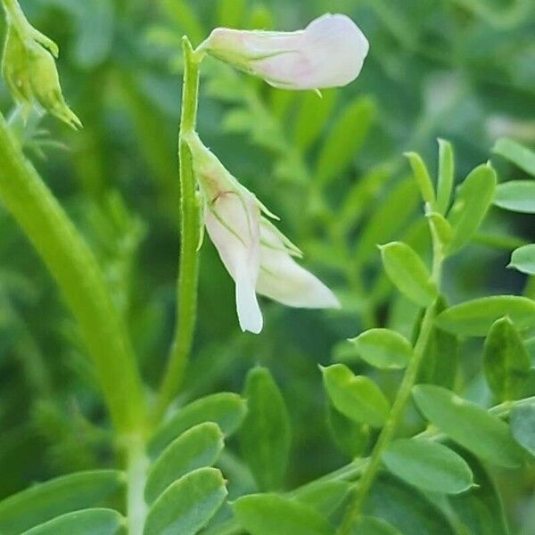 Vicia ervilia फूल