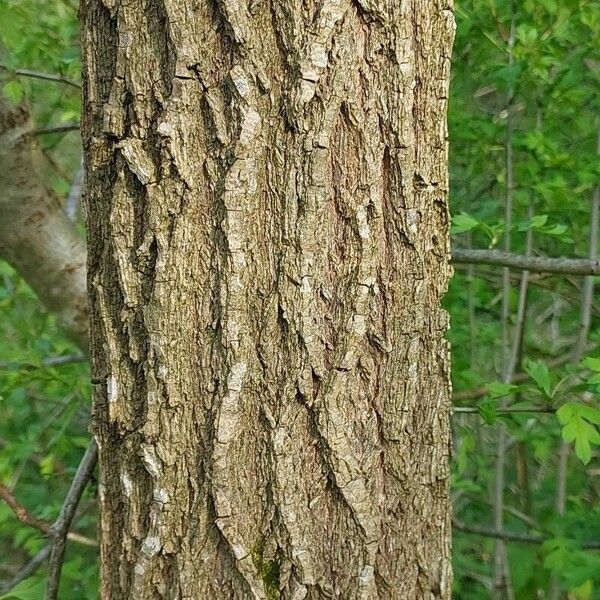Ulmus glabra 樹皮