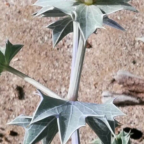 Eryngium maritimum Leaf
