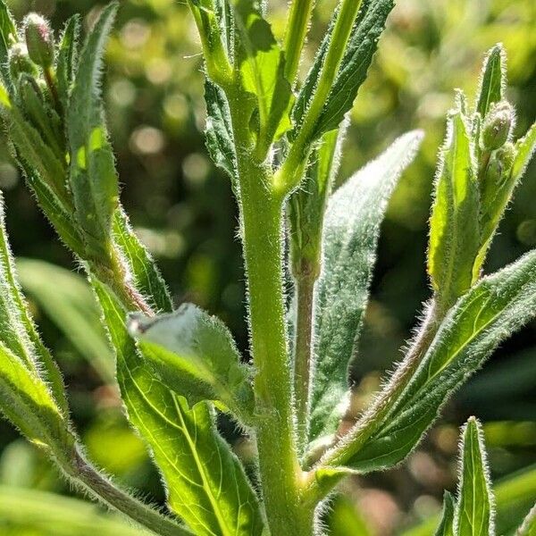 Epilobium parviflorum Folla