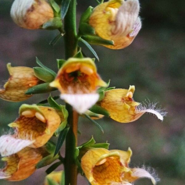 Digitalis laevigata Blomst