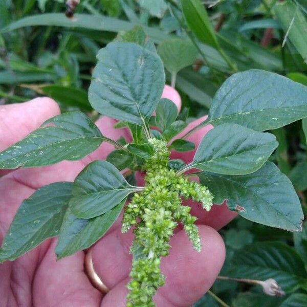 Amaranthus blitum Лист