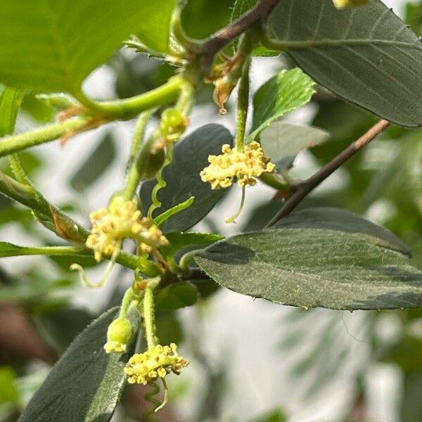 Cercocarpus montanus Flor