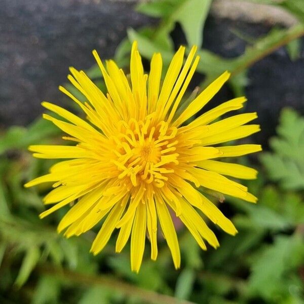 Taraxacum campylodes Flower