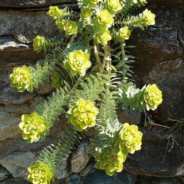 Euphorbia myrsinites Celota