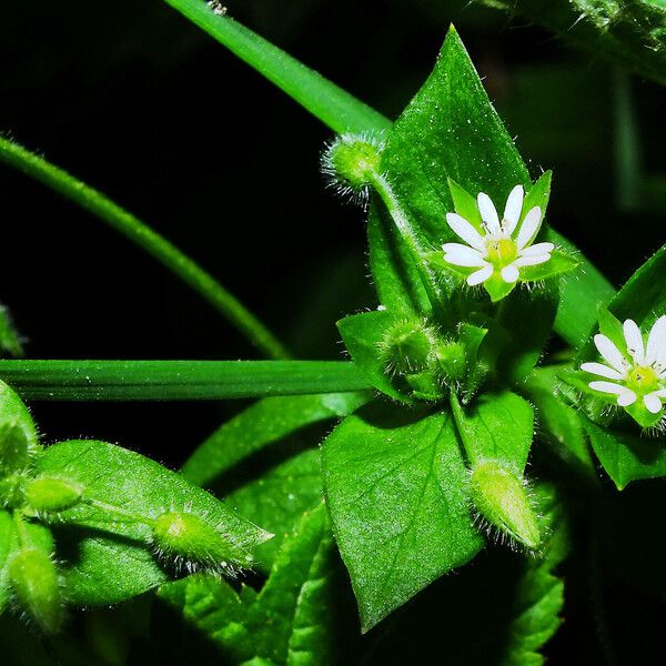 Stellaria media عادت