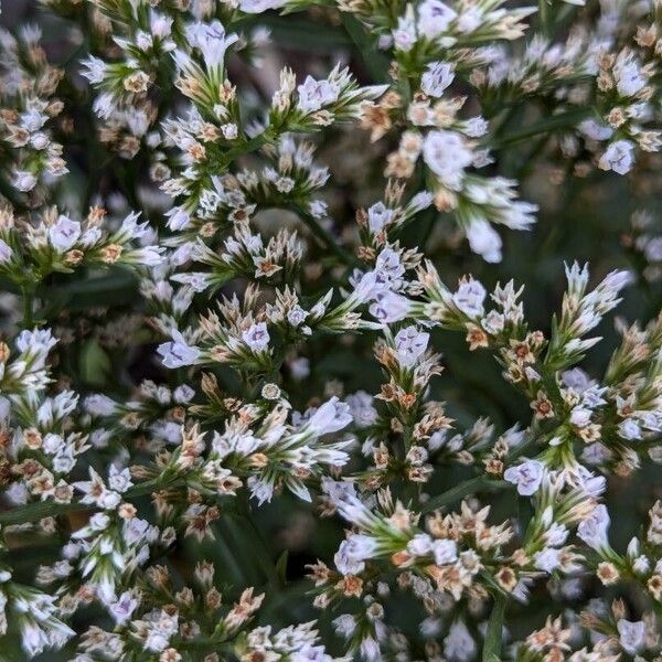 Goniolimon tataricum Flower