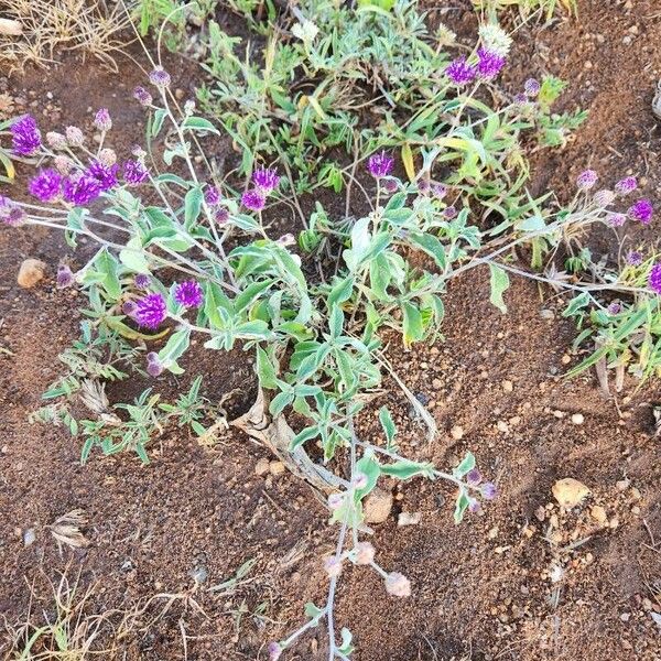 Gutenbergia boranensis Blomst