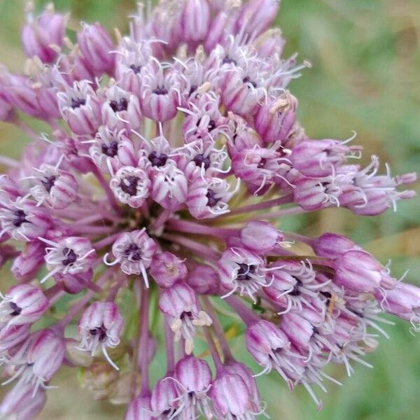 Allium ampeloprasum Fleur