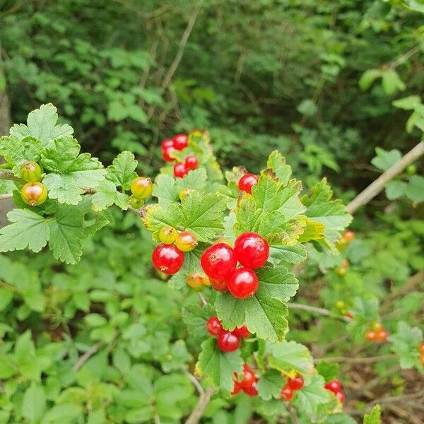 Ribes alpinum 果実