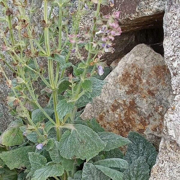 Salvia sclarea Habit