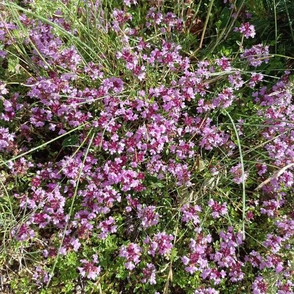 Thymus serpyllum Kwiat