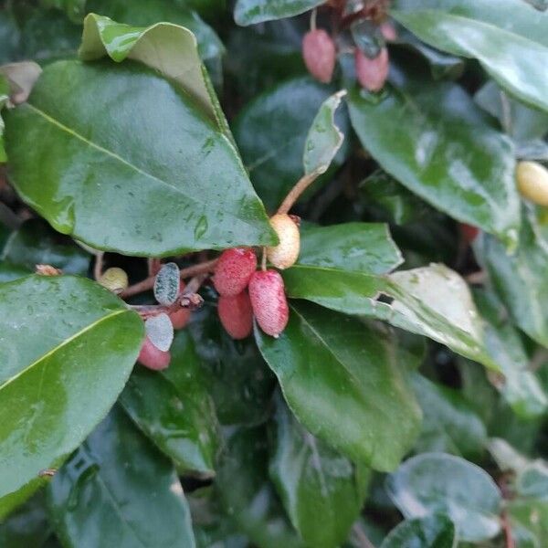 Elaeagnus × submacrophylla Leaf