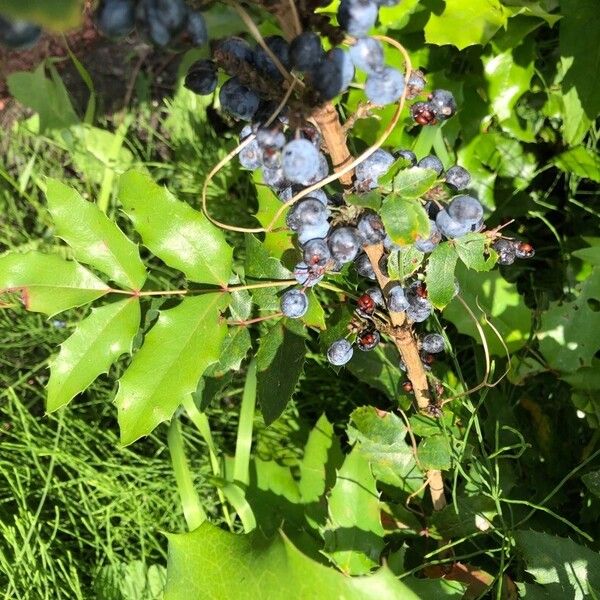 Berberis aquifolium Листок