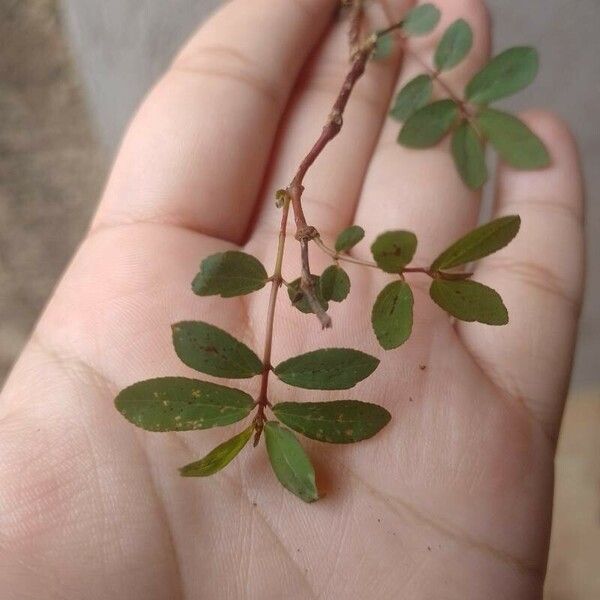 Euphorbia nutans Blad