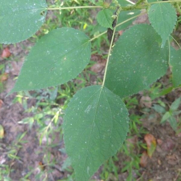 Boehmeria cylindrica Leaf