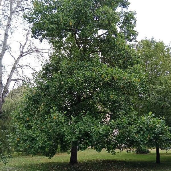 Liriodendron tulipifera Habitus