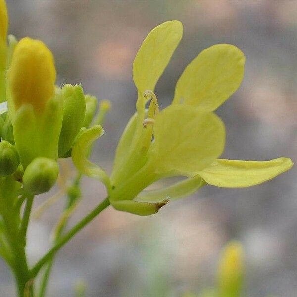 Barbarea verna Flower