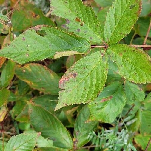 Rubus canadensis Leaf