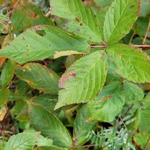 Rubus canadensis Φύλλο