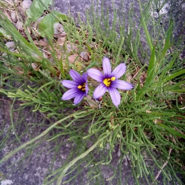 Sisyrinchium angustifolium Blüte