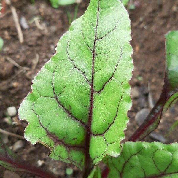 Beta vulgaris Blad