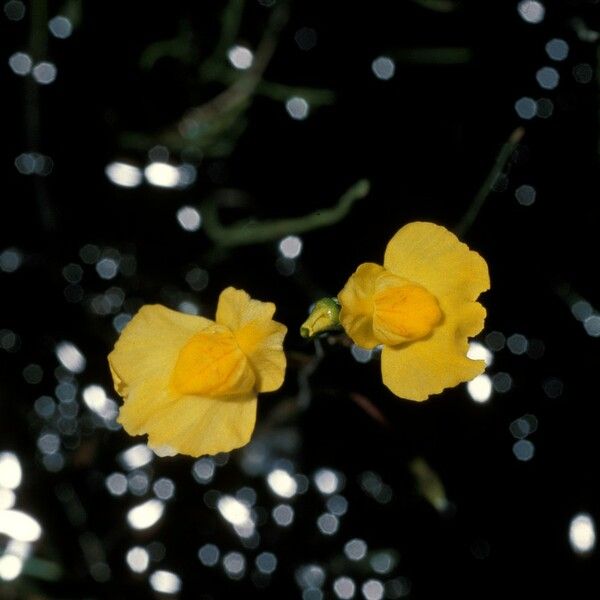 Utricularia vulgaris Flor