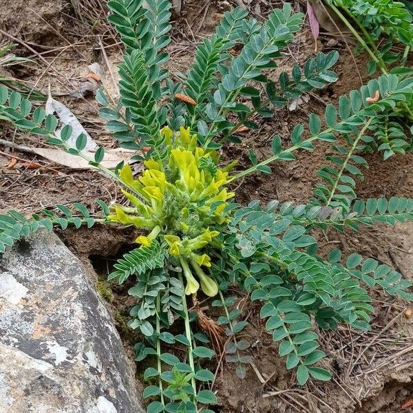 Astragalus exscapus Λουλούδι