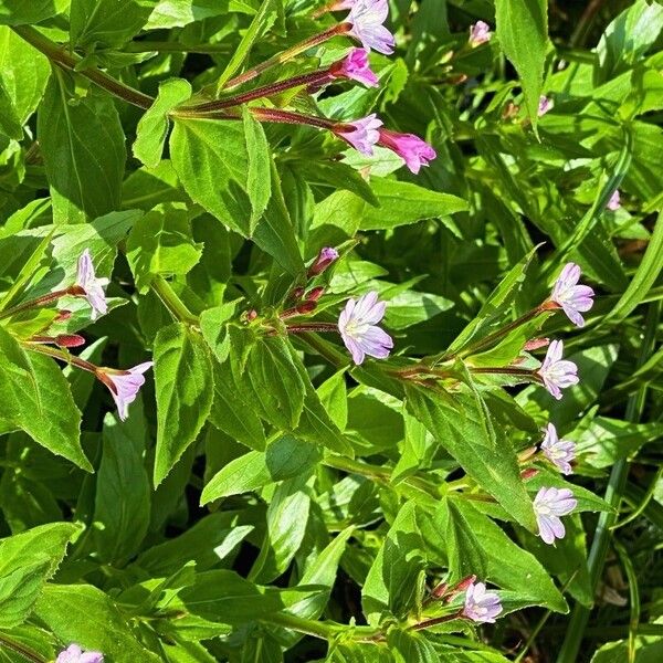 Epilobium alsinifolium Flower