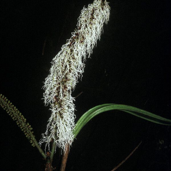 Pentaclethra macroloba Cvet