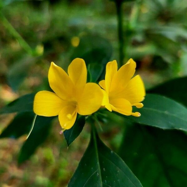 Barleria prionitis Flower