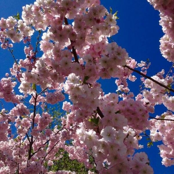 Prunus serrulata Flower