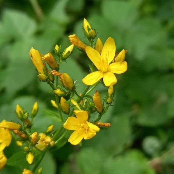 Hypericum hirsutum फूल