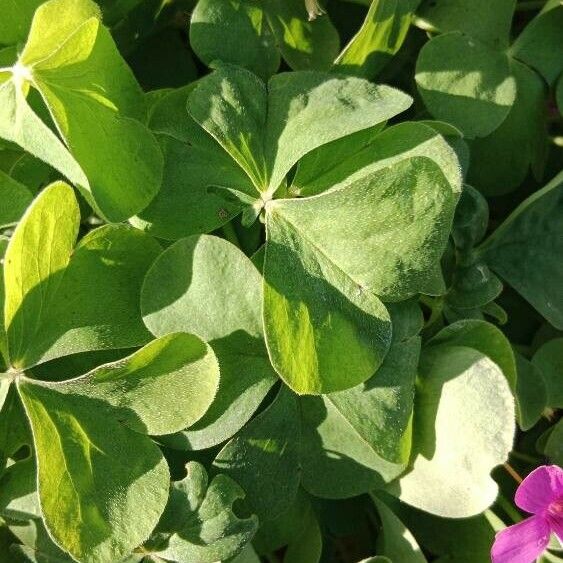 Oxalis articulata Hoja