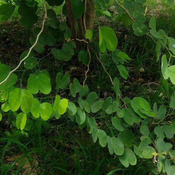 Bauhinia purpurea Blad