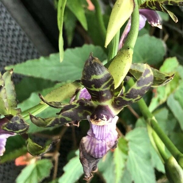 Zygopetalum maculatum List