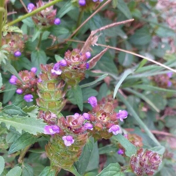 Prunella vulgaris 花