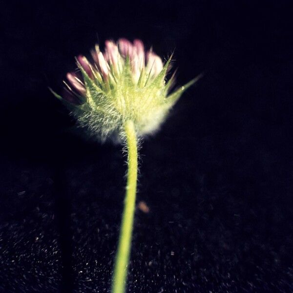 Trifolium microcephalum Flower