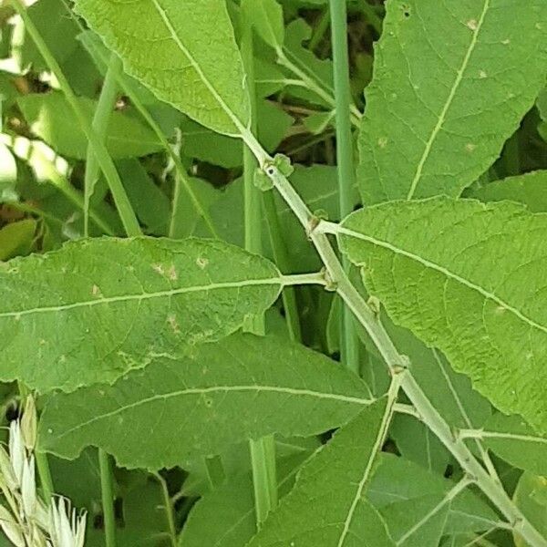 Salix cinerea Leaf