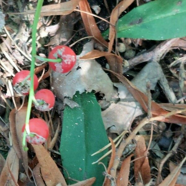 Convallaria majalis Fruit